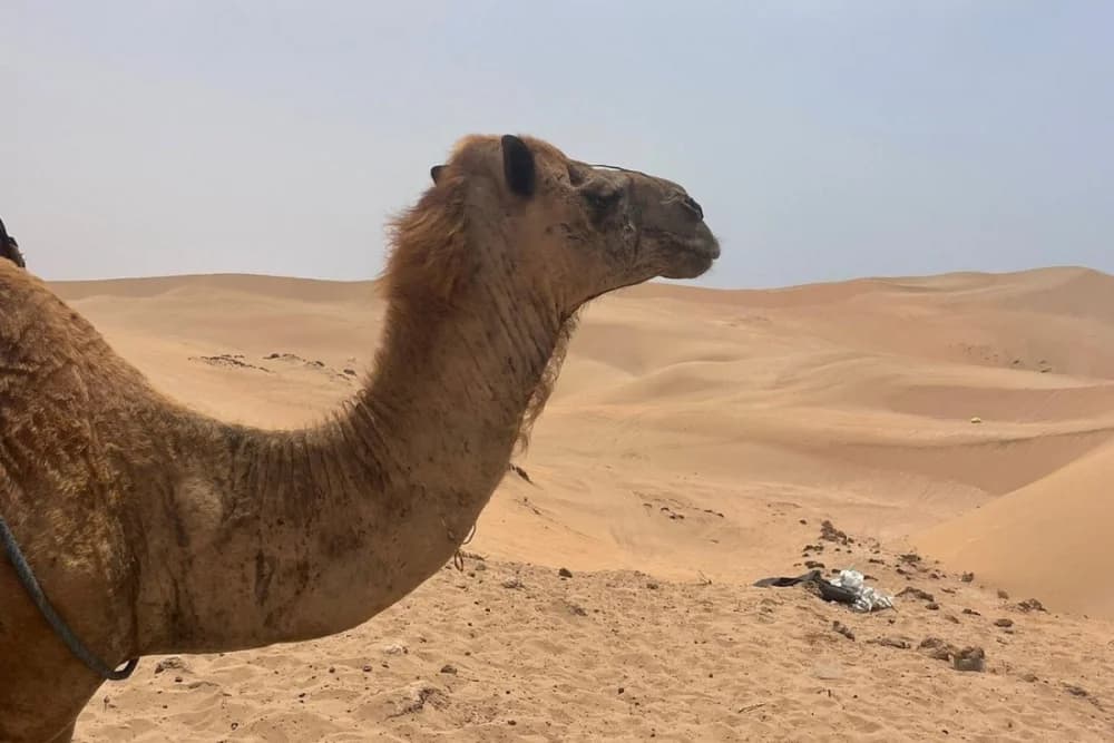 Agadir Kameelrit 2 Uur bij Oued Souss Takkat - 4