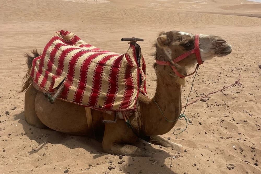 Agadir Kameelrit 2 Uur bij Oued Souss Takkat - 3