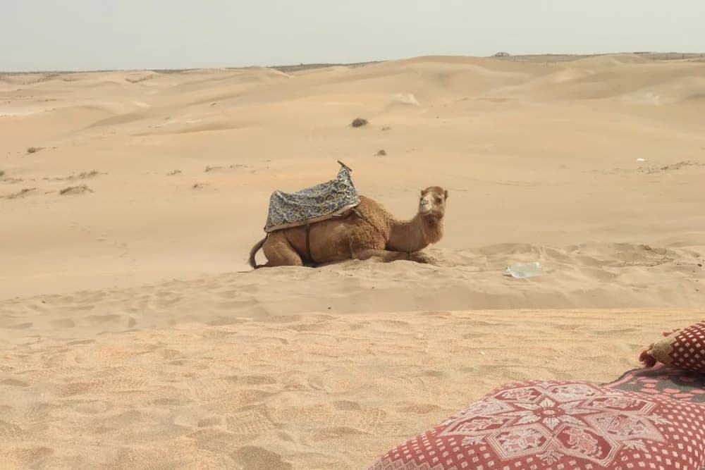 Agadir Kameelrit 2 Uur bij Oued Souss Takkat - 5