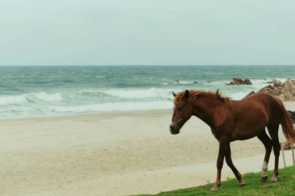 Paseo a Caballo en Taghazout 1 Hora Guiado + Recogida en Hotel - 4