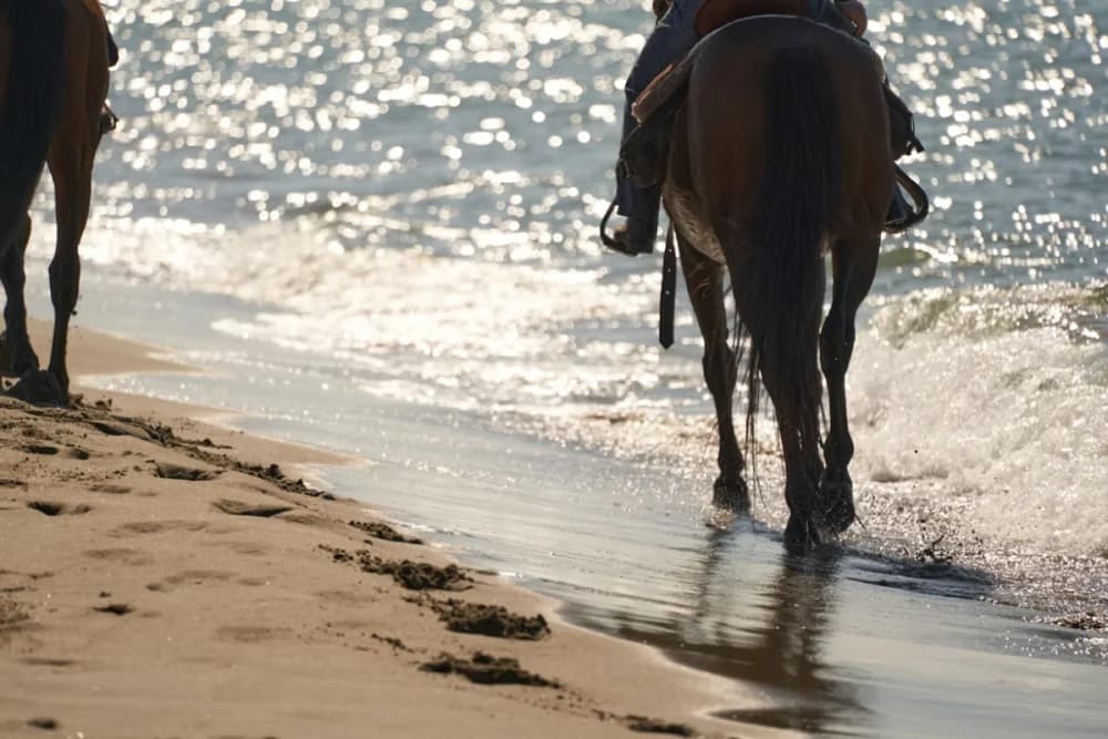 Paseo a Caballo en Taghazout 1 Hora Guiado + Recogida en Hotel - 5