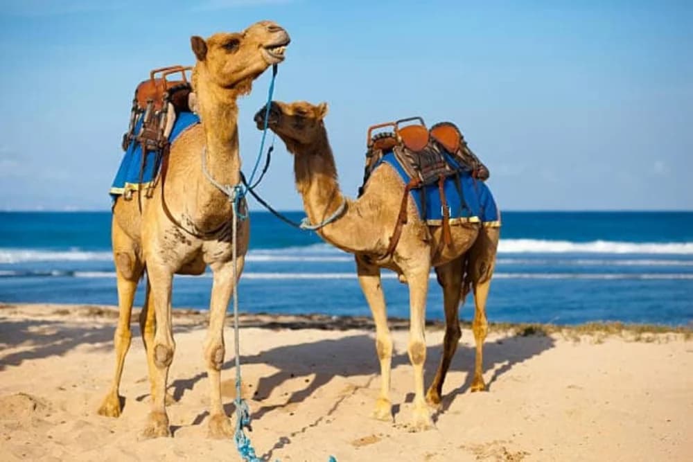 Taghazout Kameelrit 1 uur met hotel ophaalservice + foto's - thumbnail 6
