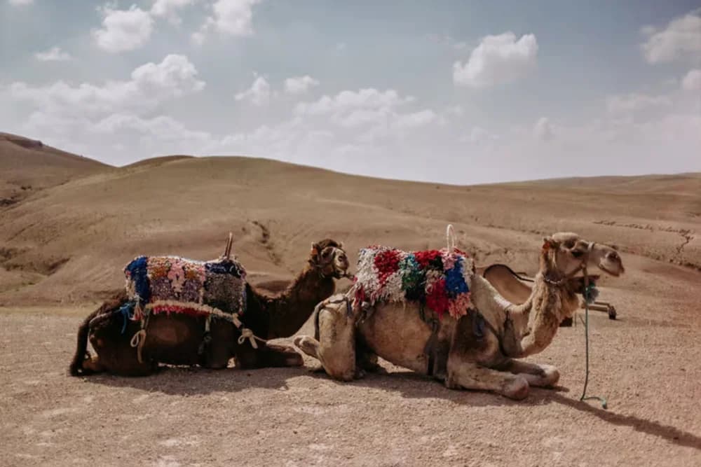 Agafay Camel Ride 40 Min Ride + Jellaba + Moroccan Tea - 2