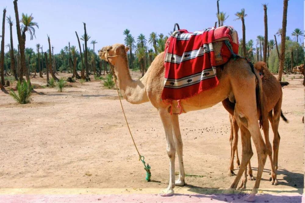 Marrakech Palmeraie Paseo en Camello 1 Hora + Té y Fotos - 3