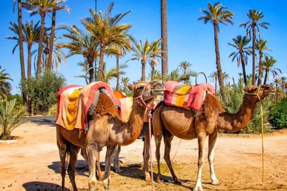 Marrakech Palmeraie Paseo en Camello 1 Hora + Guía y Fotos