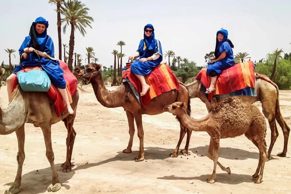 Marrakech Palmeraie Passeio de Camelo 1 Hora + Guia e Fotos