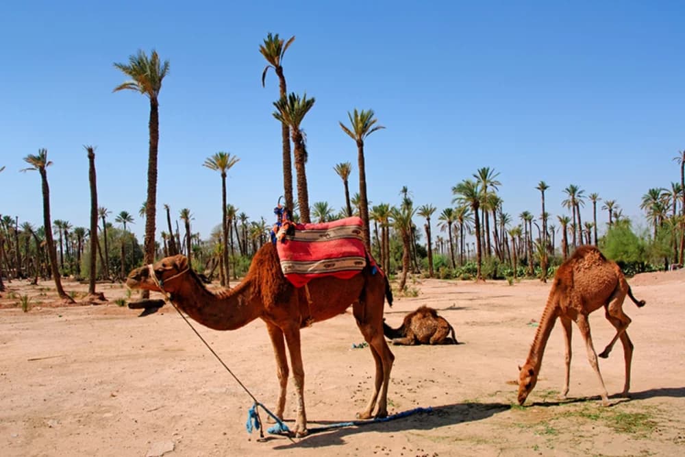 Marrakech Palmeraie Passeio de Camelo 1 Hora + Guia e Fotos